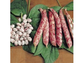 Poltar Klas Barbunya Tohumu 1 Kg